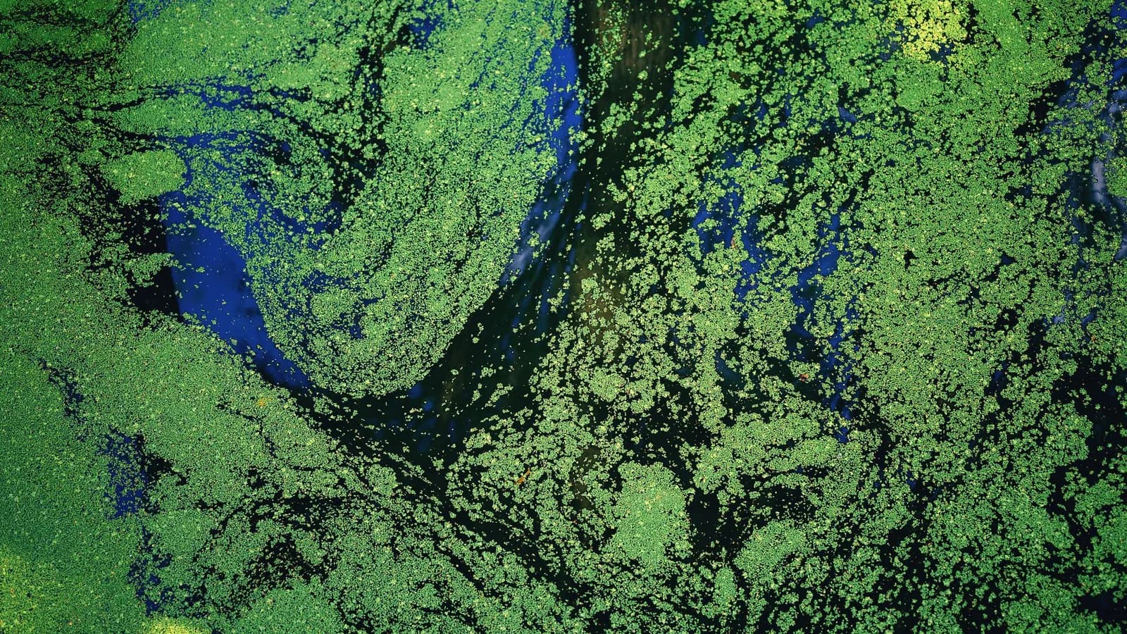 Edonia Raises €15M to Scale Microalgae Protein as a Meat Alternative