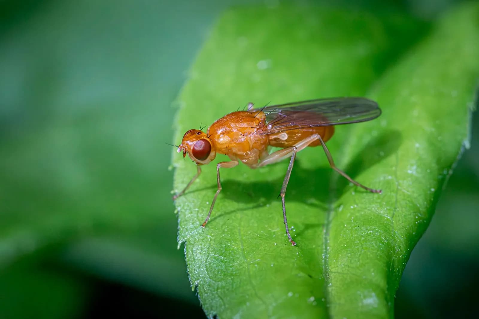 Redditor Says Google's Fruit Fly Brain Simulation Learned to Play Balatro